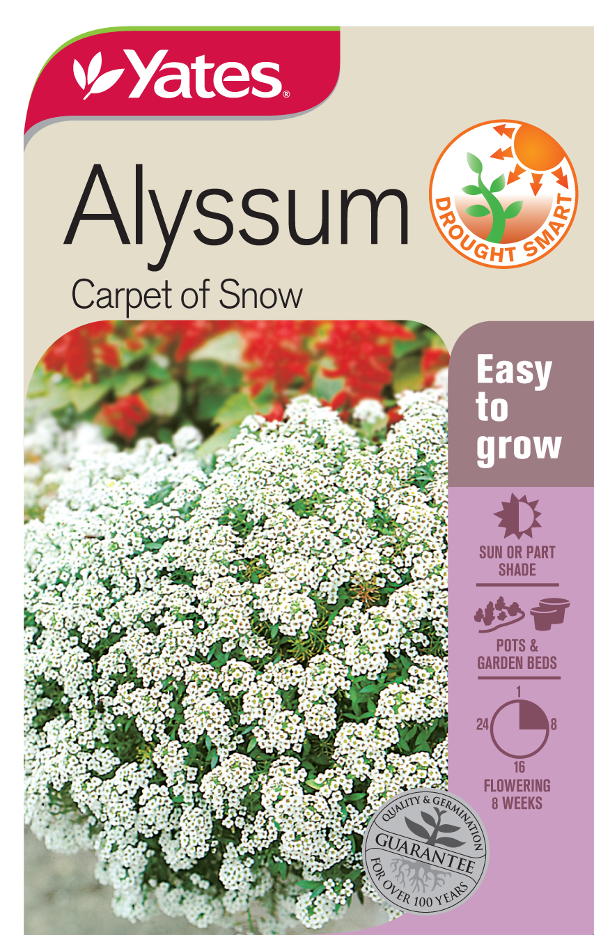 Alyssum 'Carpet of Snow'