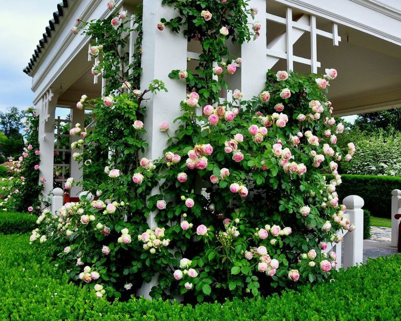 What climbing roses to plant in your garden | Yates