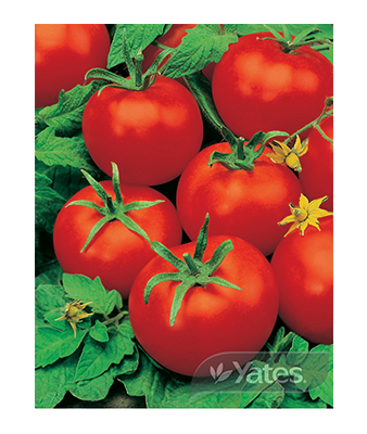 Tomato Moneymaker Product