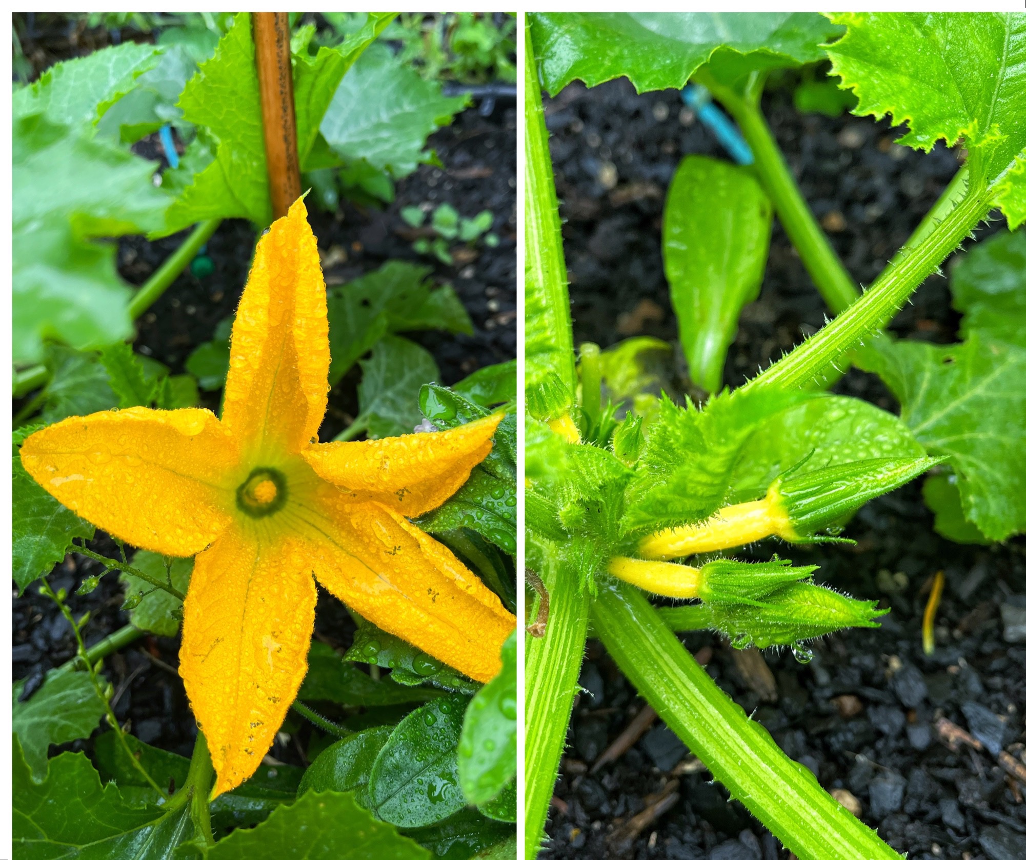 Bring on the Zucchini 