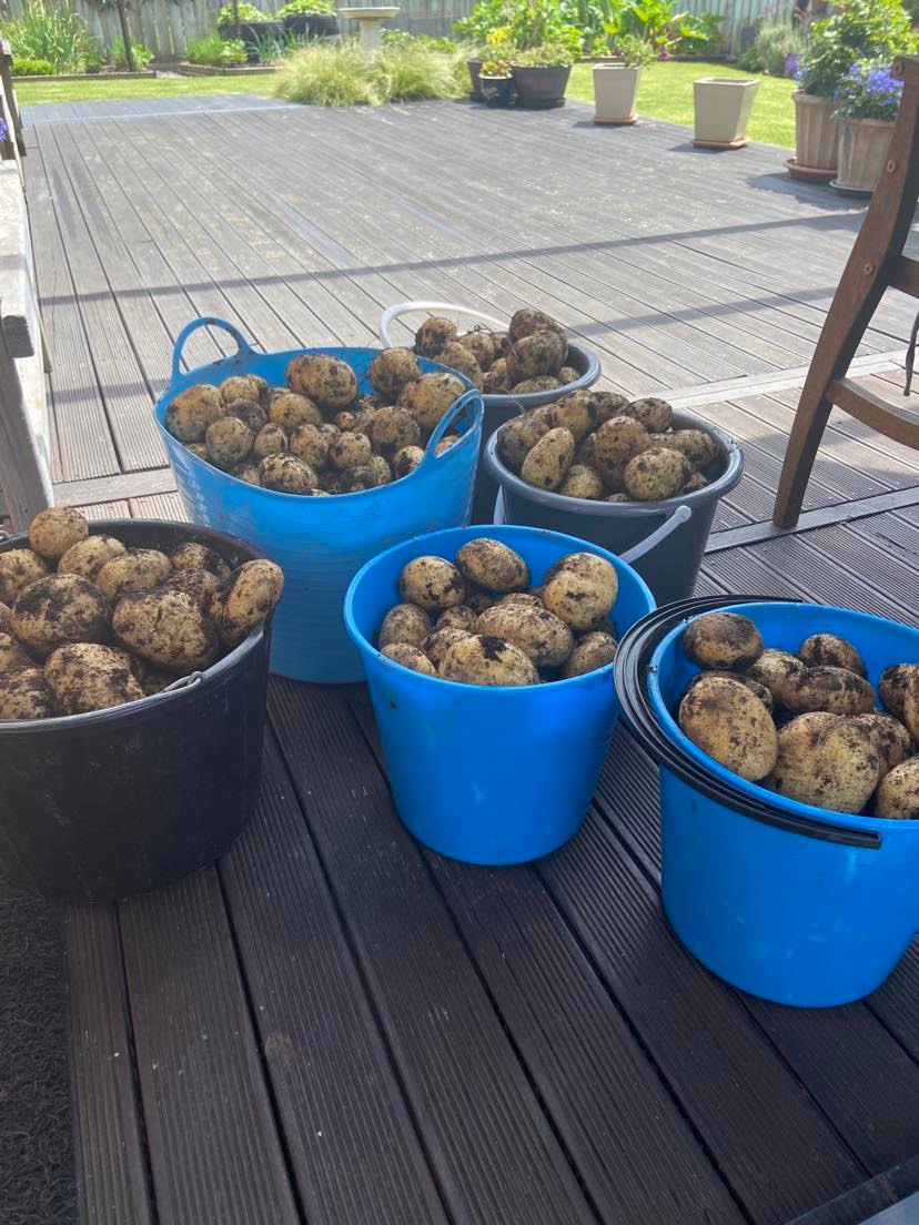 Potato Harvest.