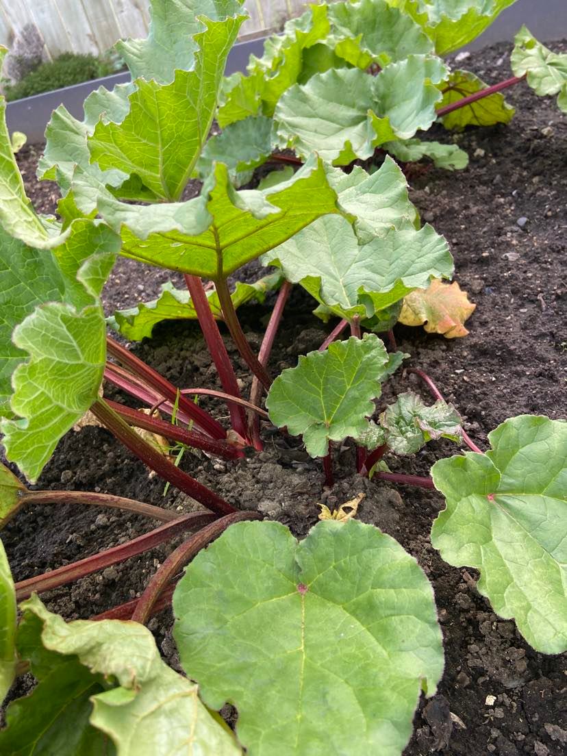 Rhubarb rocks!