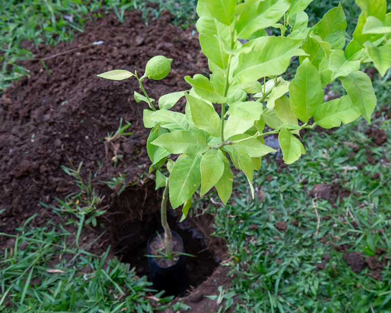 Planting Lemon Thumb