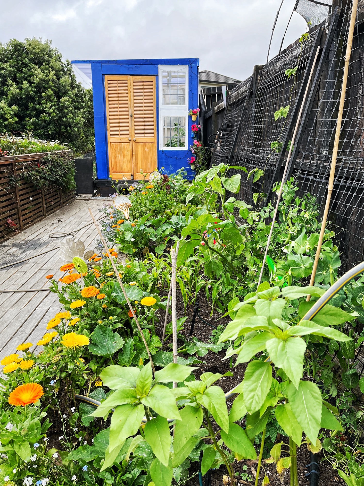 Looking so lush heading into Summer....