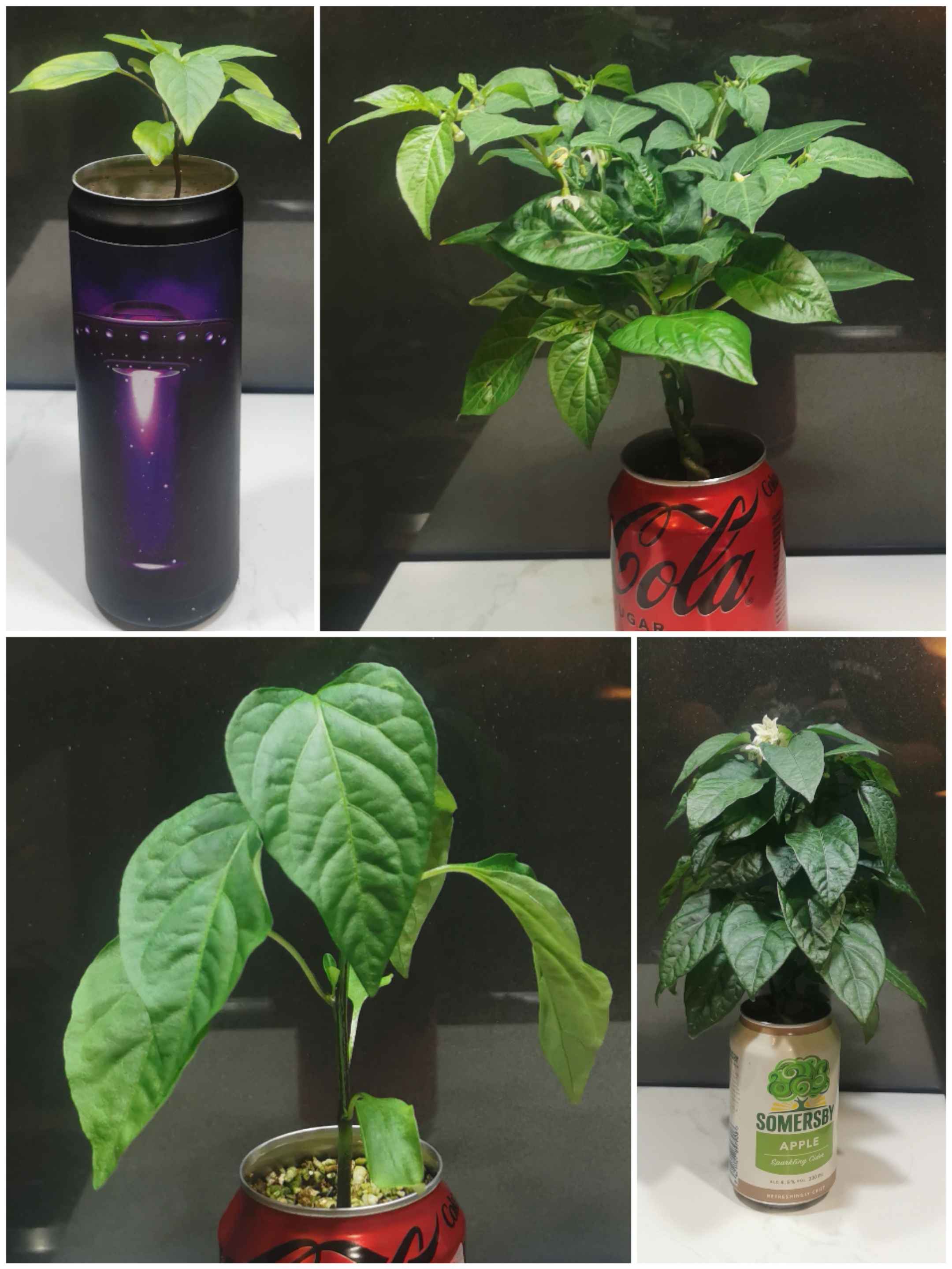 Pepper in a can collection so far. 