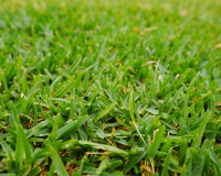 Why Choose a Kikuyu Lawn?