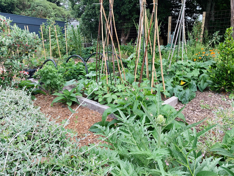 BEAN GARDEN