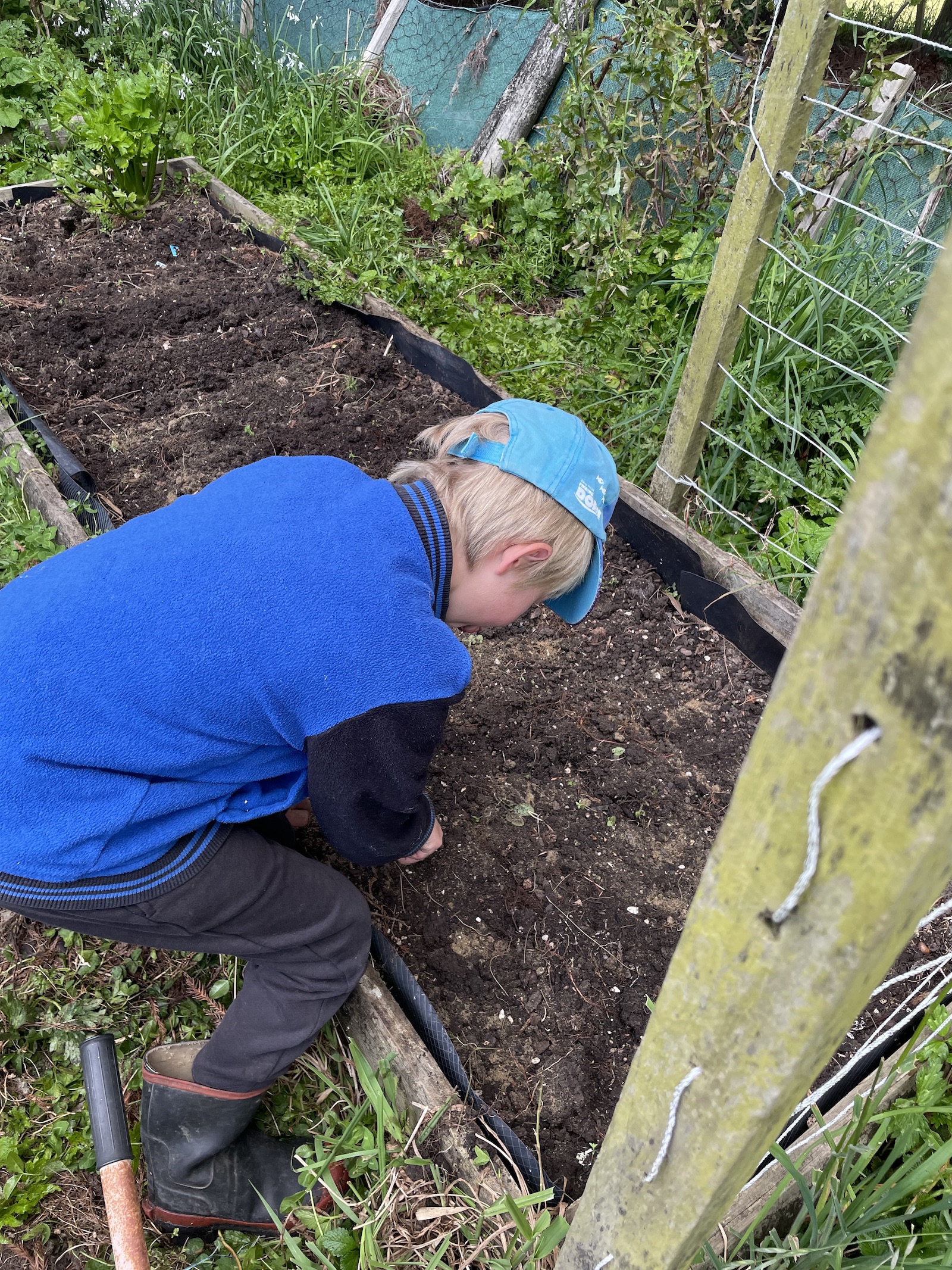 Labour weekend corn planting