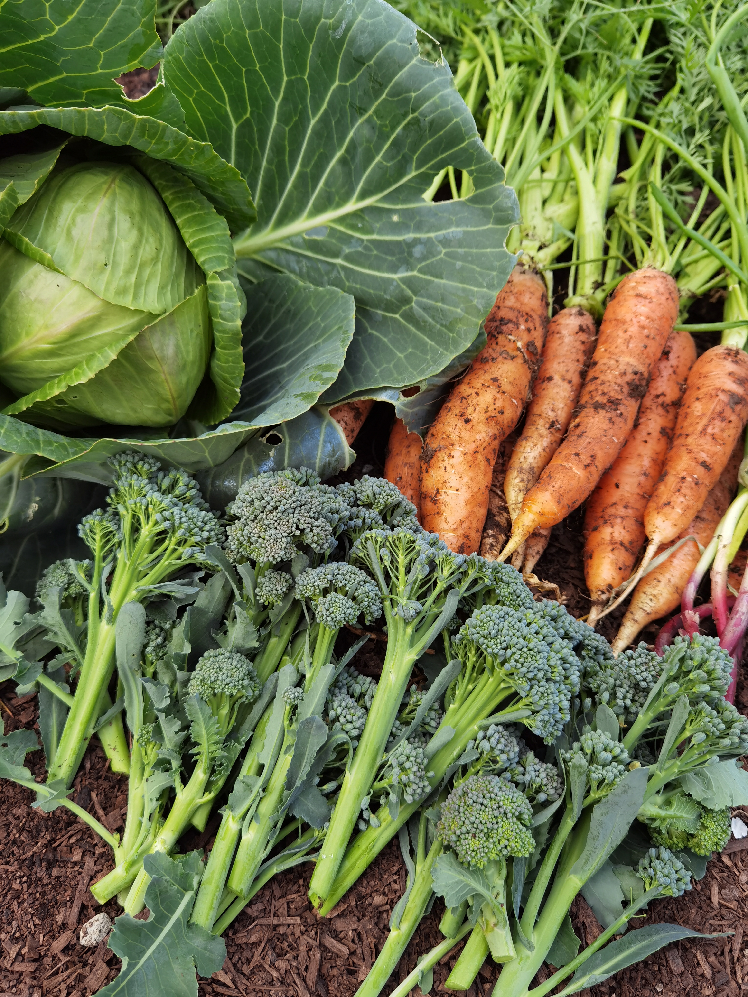 Dinner From the Garden 