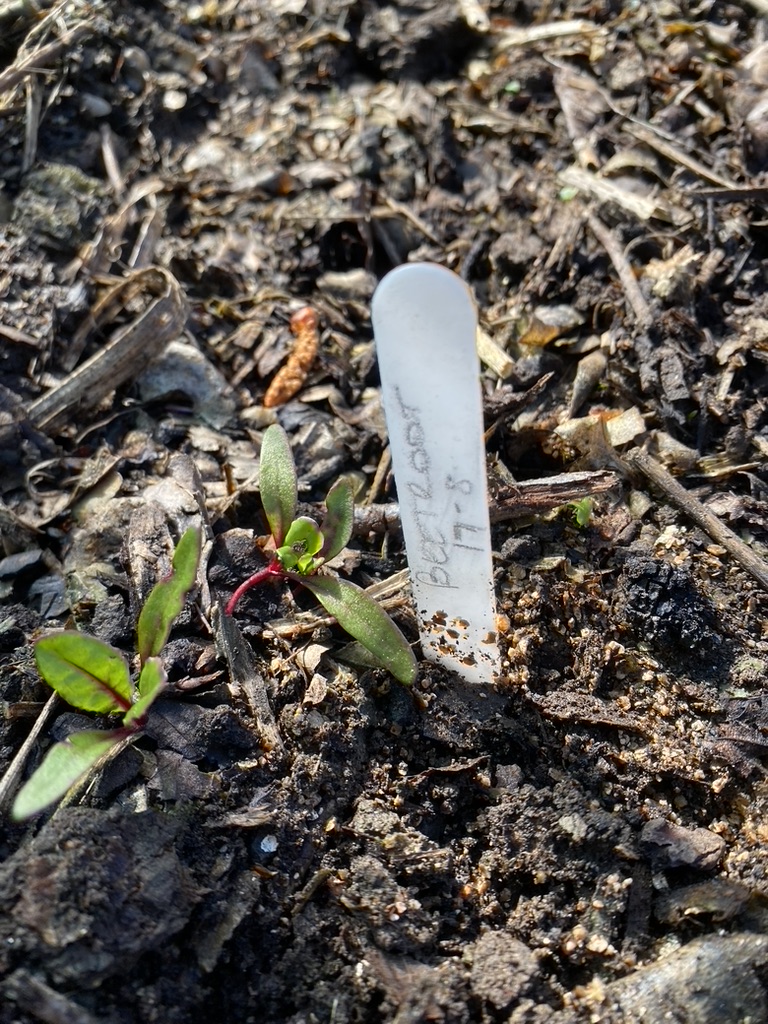 Vegetable Challenge accepted with pleasure