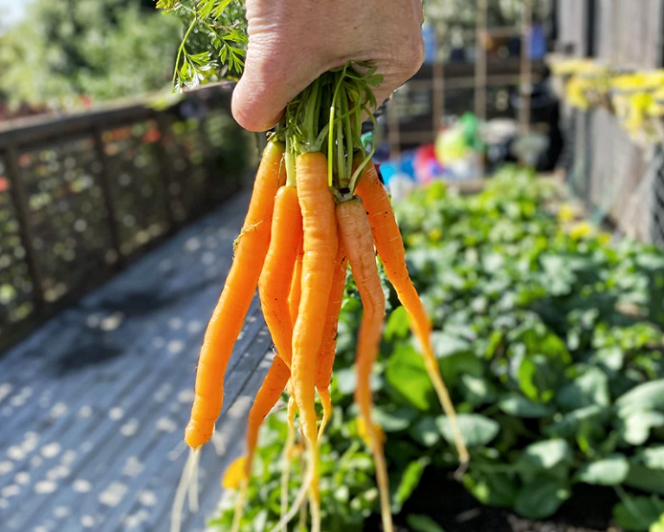 Vegie Growing Challenge