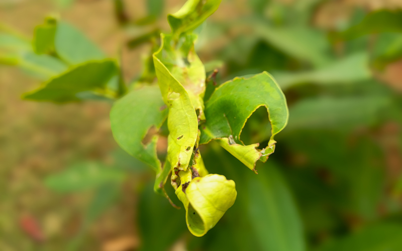 Leaf Roller Caterpillar Problem Thumb