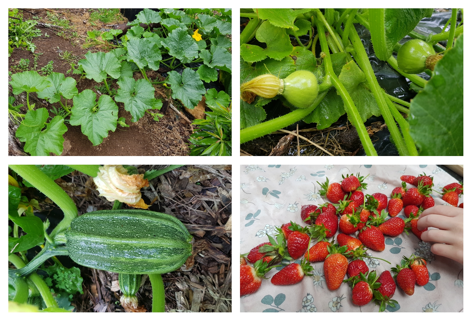 I can almost smell the pumpkin soup!