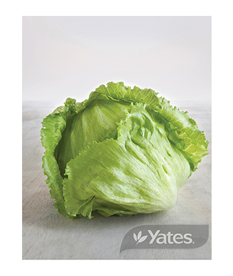 Lettuce Greenway Iceberg Product