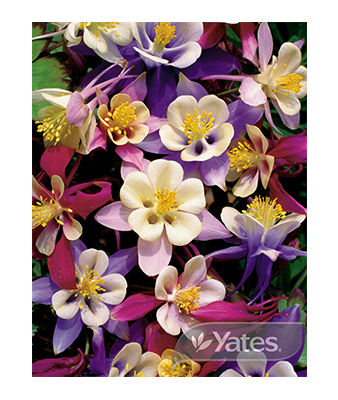 Aquilegia Mixed Columbine Product