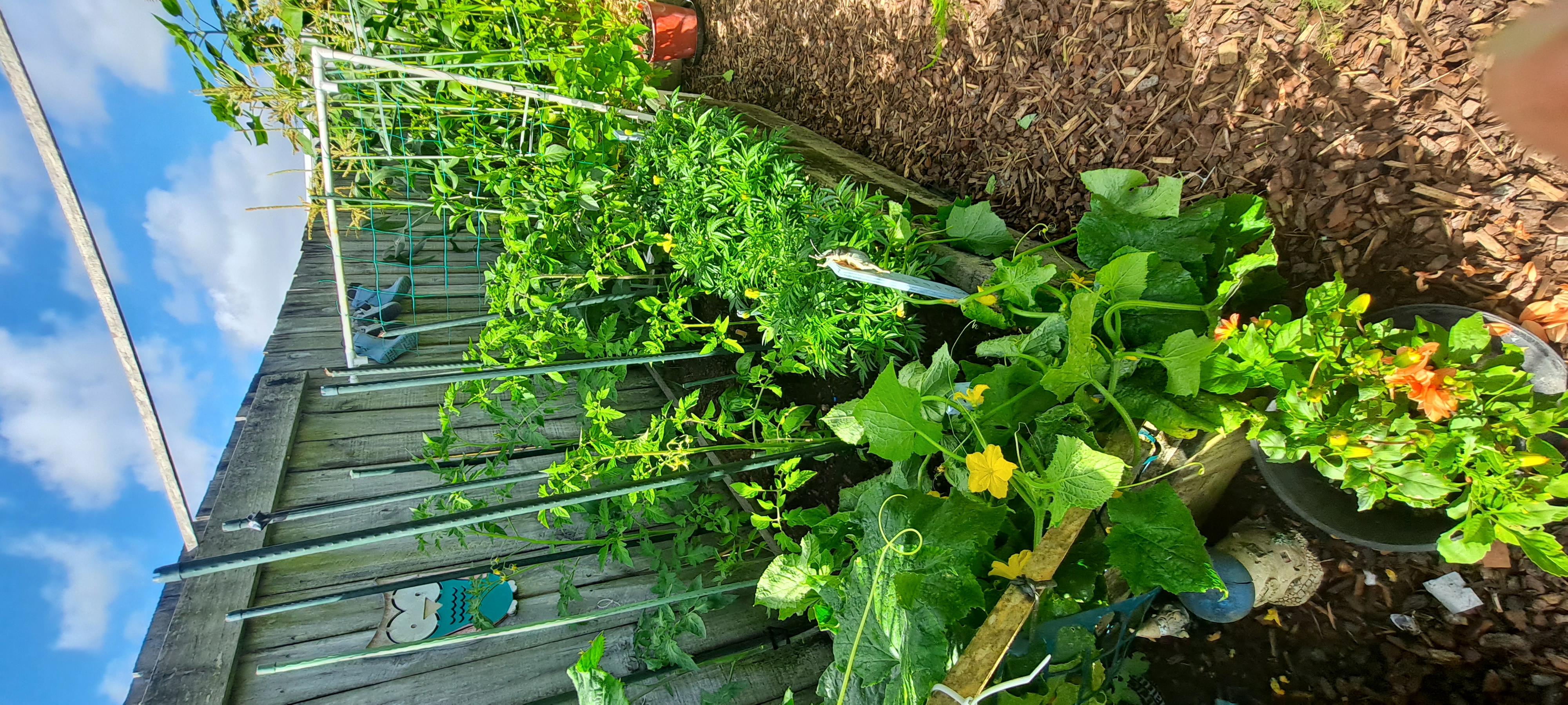 A Blustery Northland Day