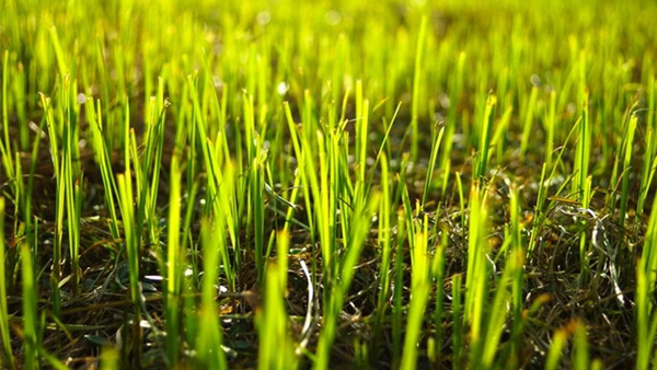 April Lawn Care Plan