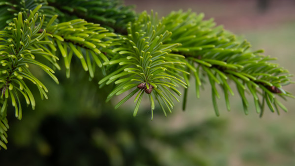 Abies cilicica