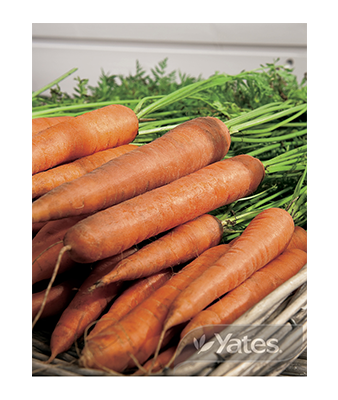 Carrot Topweight Product