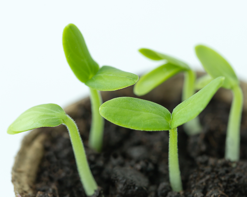 Seedlings In Peat Pot Thumb