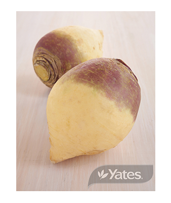 Swede Champion Purple Top Product