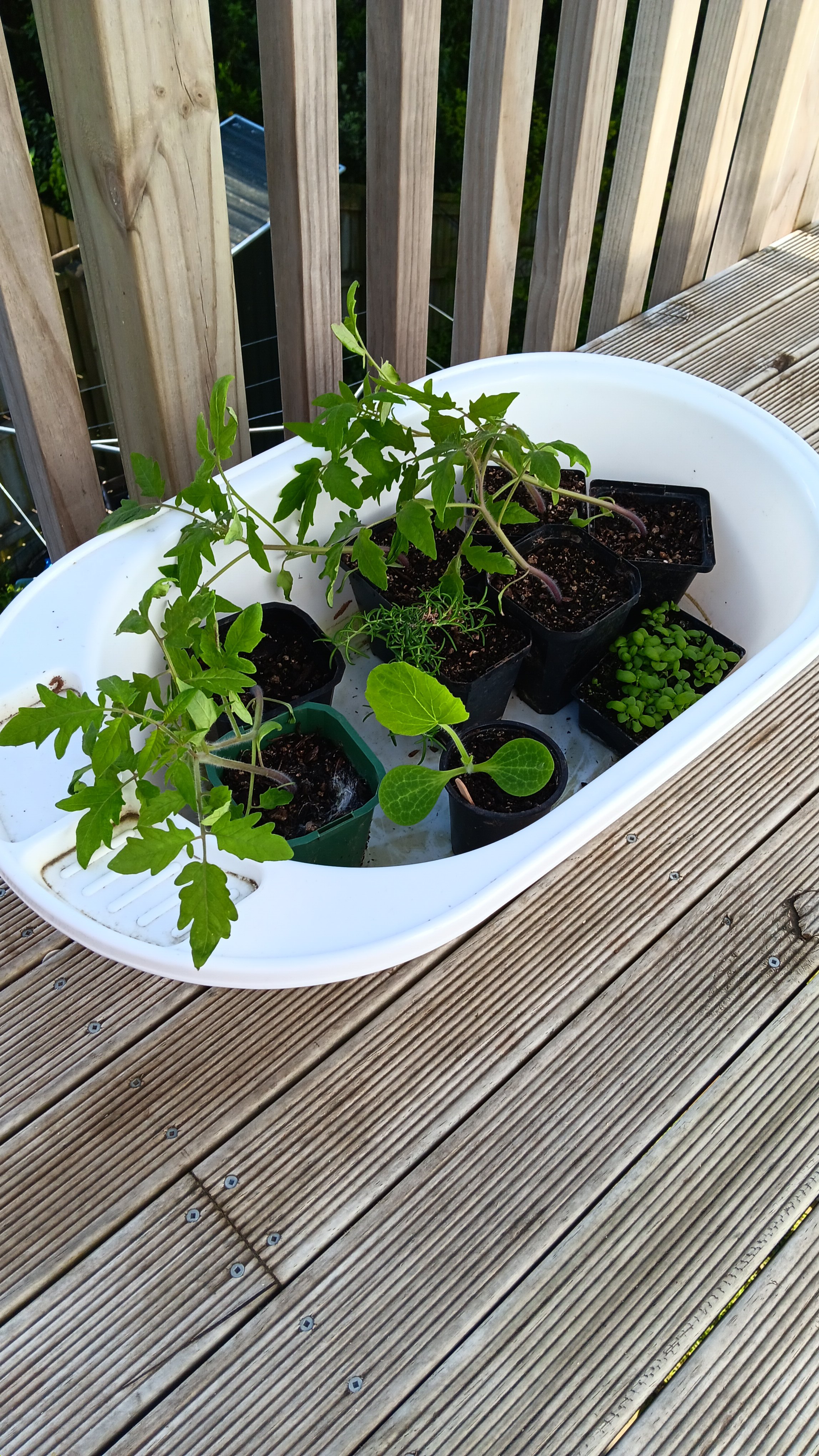 Hardening off...whoops the wind.