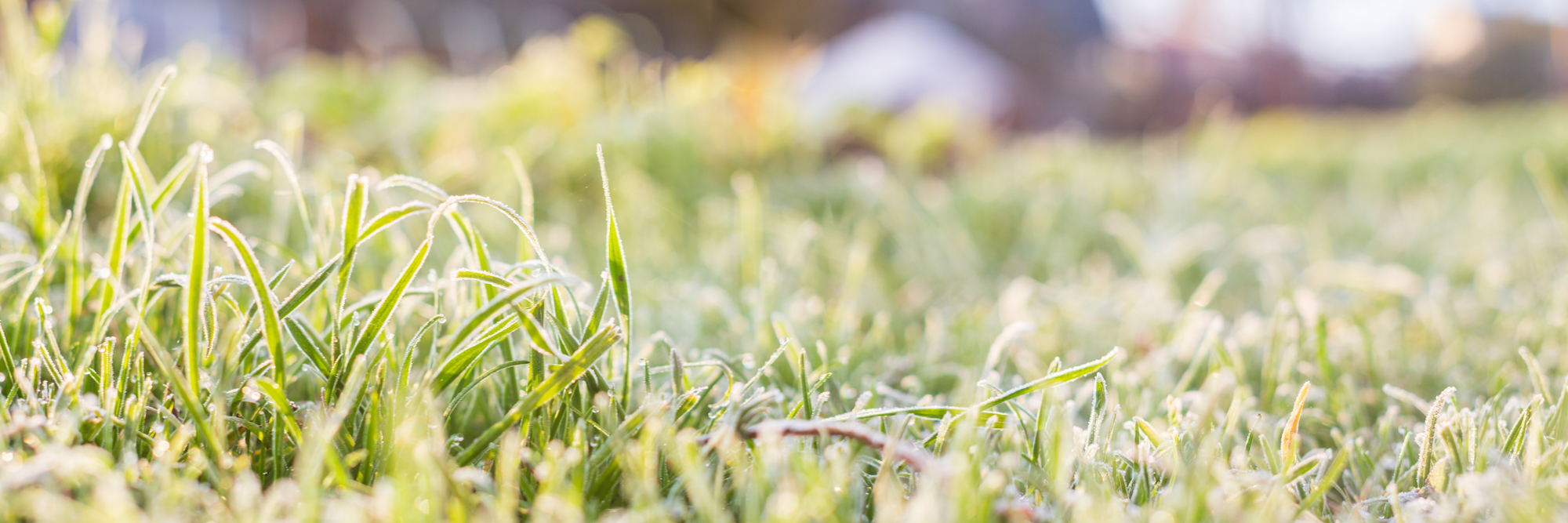 Winter Lawn Care Tips