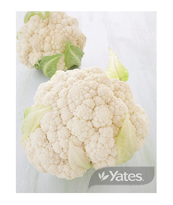 Cauliflower All Year Round Hybrid Product