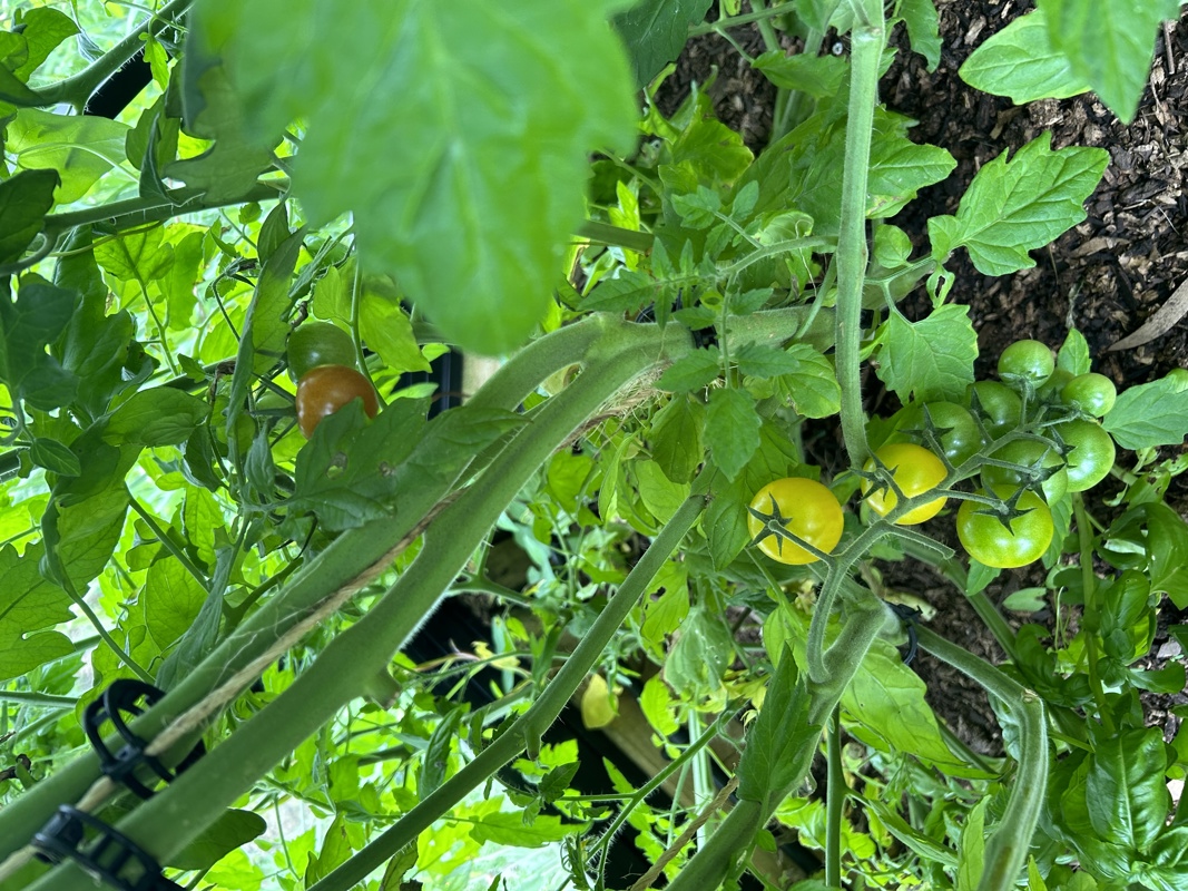 Double graft Tomato plant 
