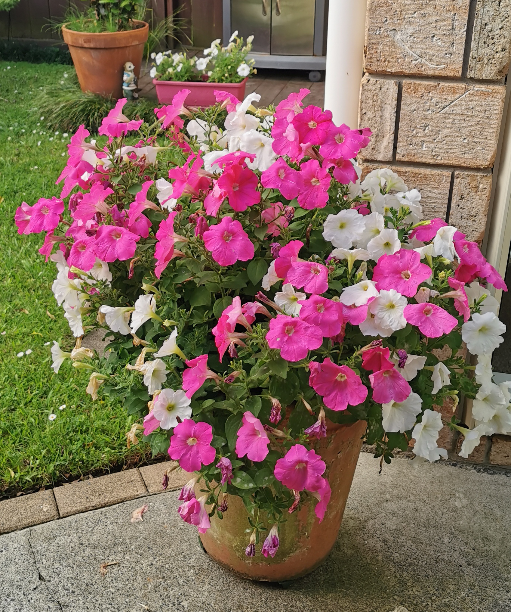 Dead heading and Grafting log 4