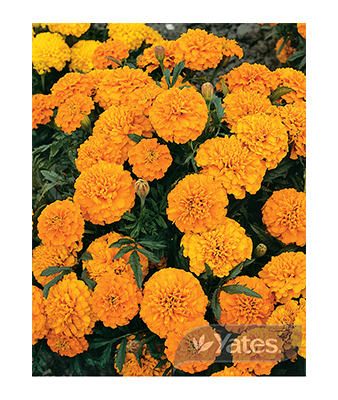 Marigold Cupid Mix Product