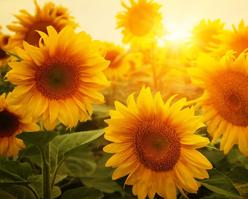 Top 5 Summer Annuals Hero Banner