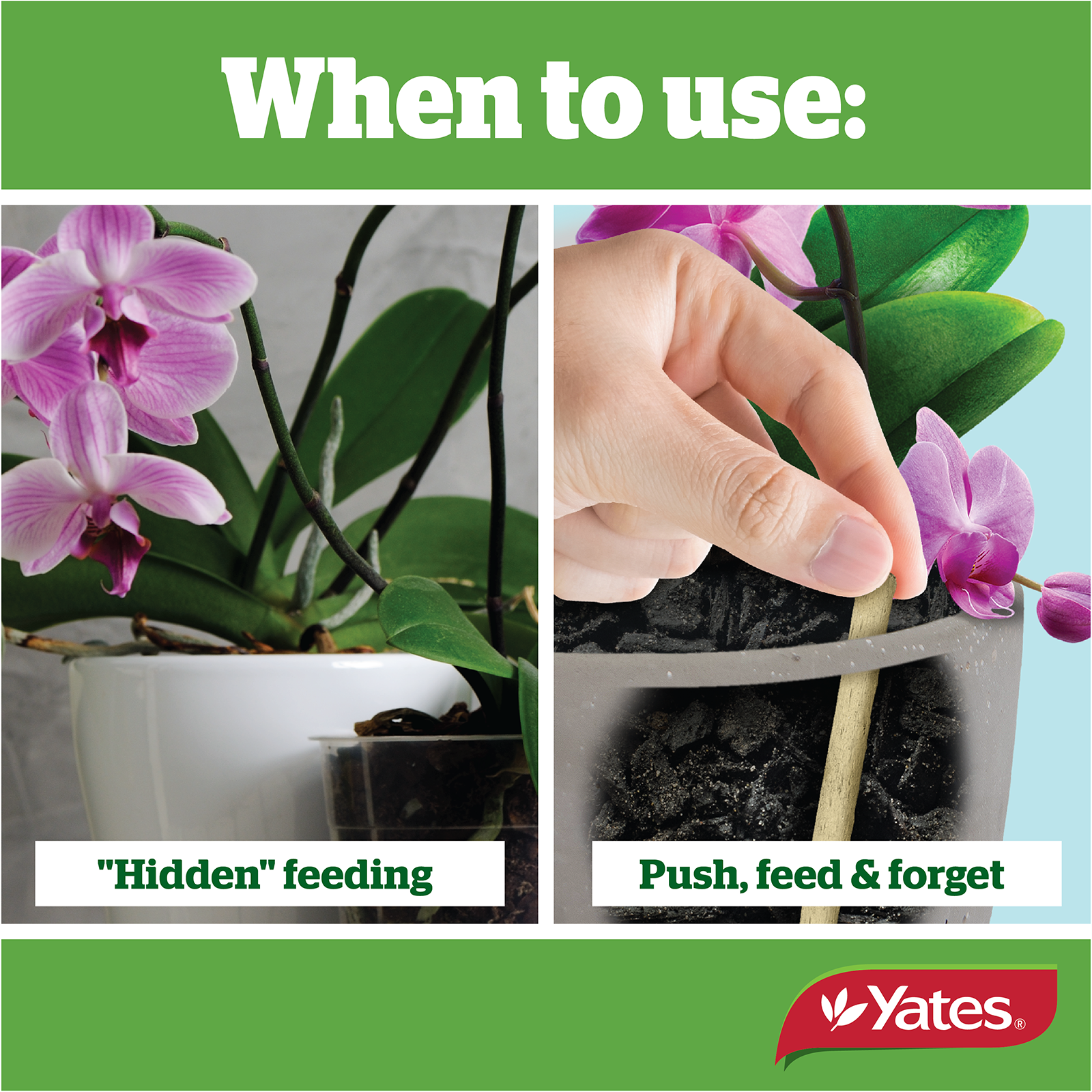 Yates Plant Spikes Orchidsv2 04