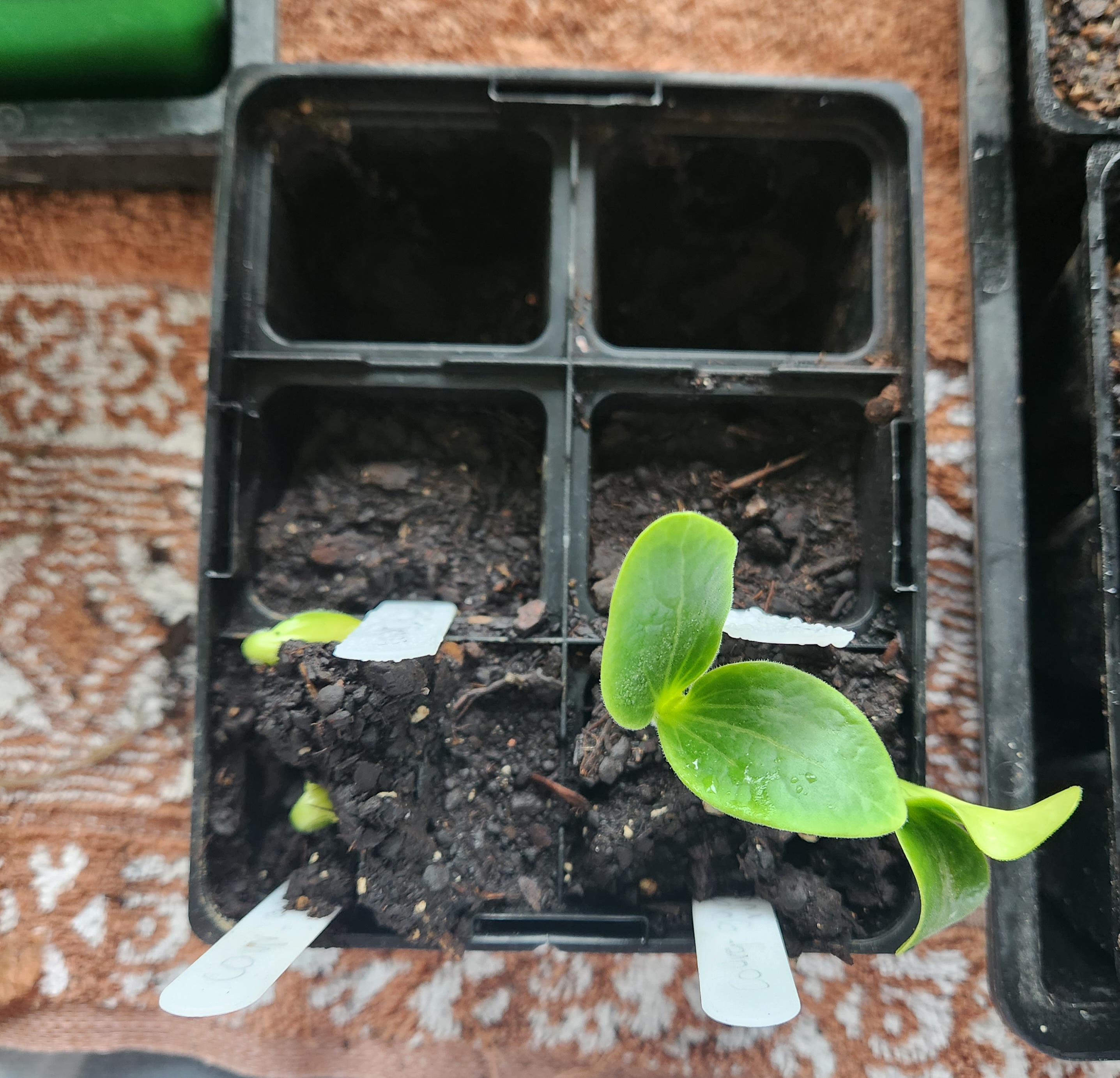 A giggle for your Sunday