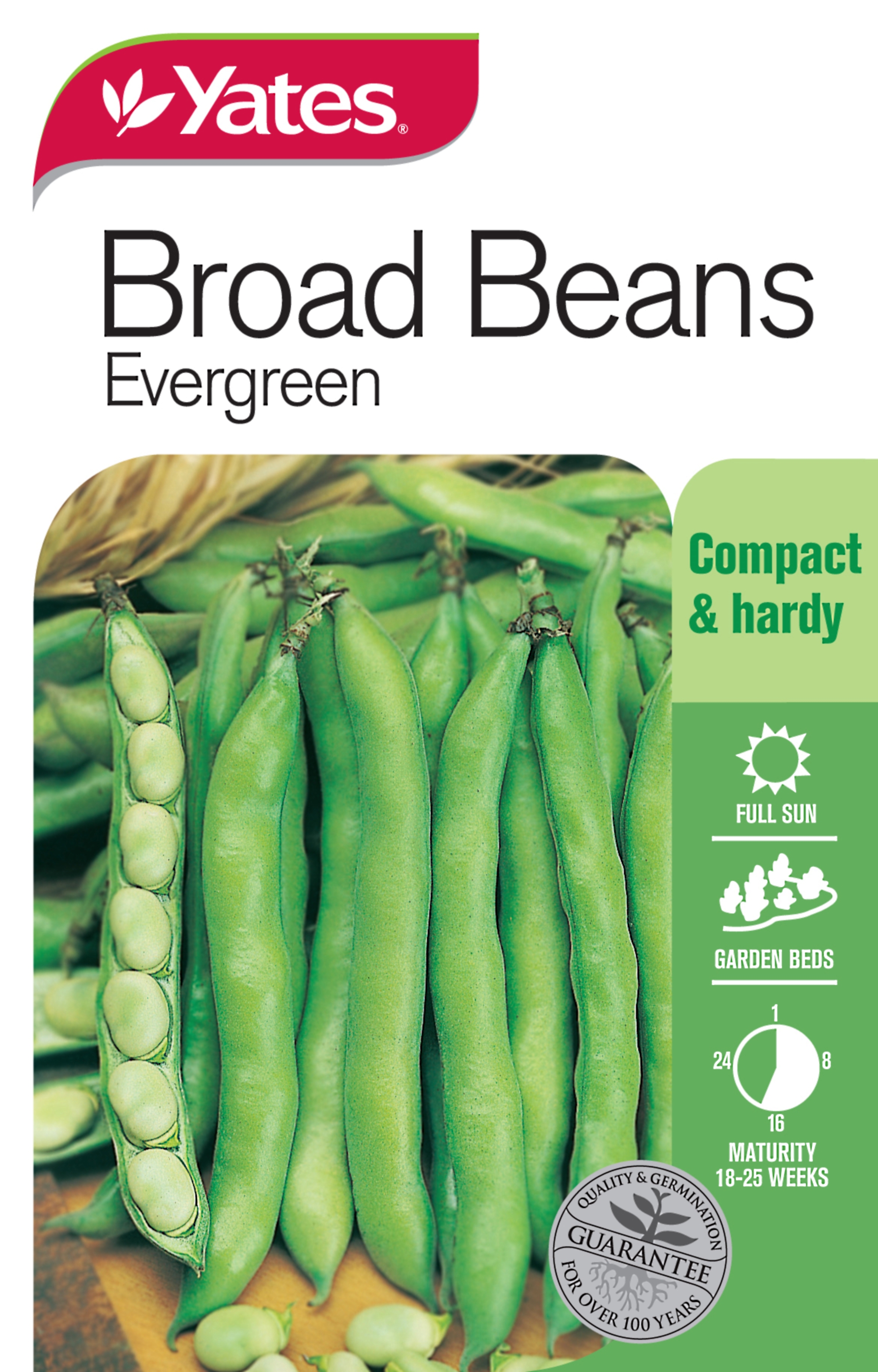 Broad Beans 'Evergreen'
