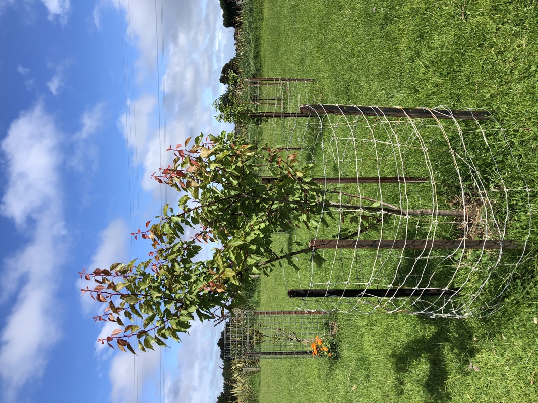 Millions of peaches, zero for me