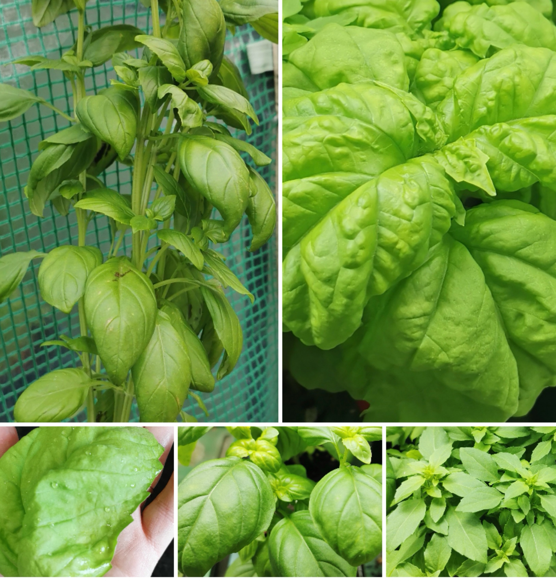 Basil Days... ready for summer pizza Fridays. 