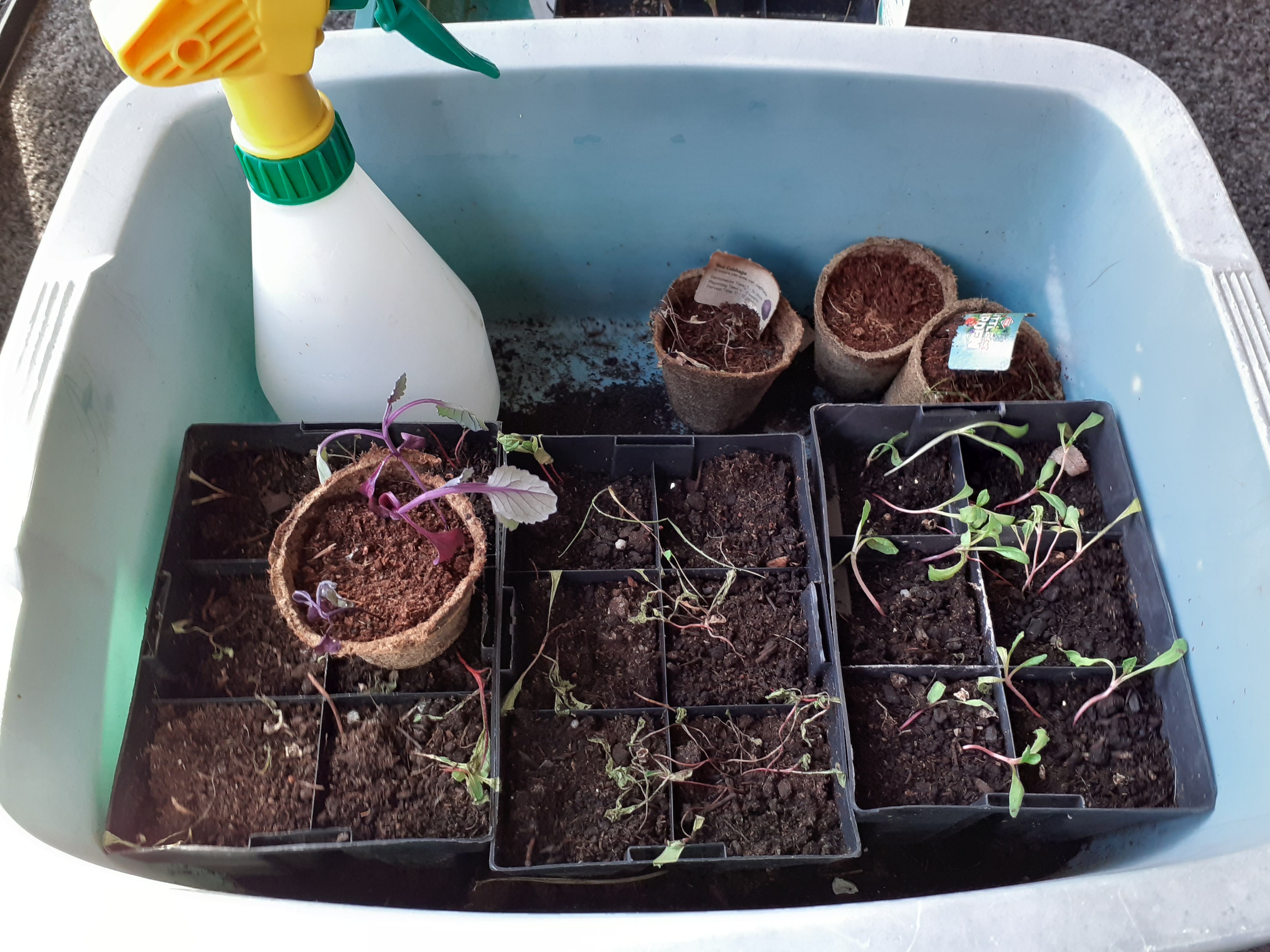 The challenge of seeds