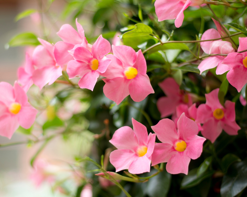 Vibrant Colour for The Summer Garden