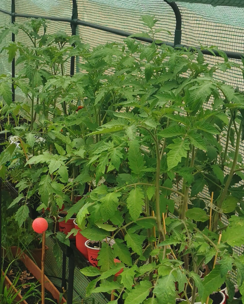 Time for Tomatoes