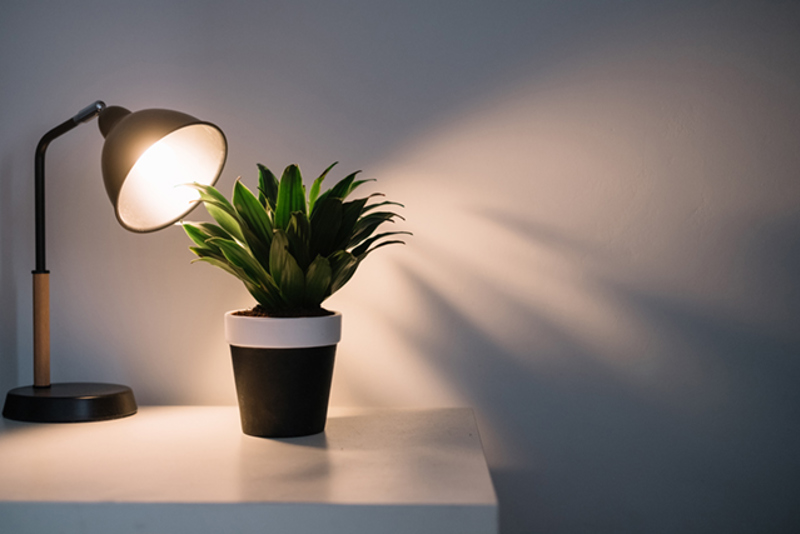 indoor-plant-with-lamp