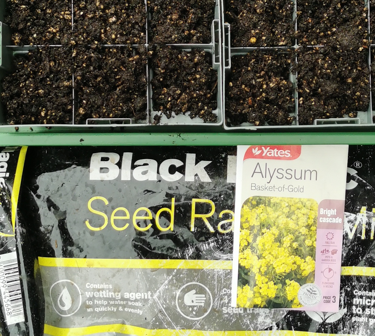  Alyssum Basket of gold