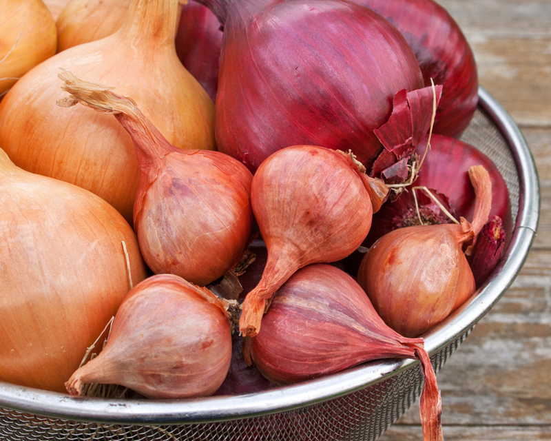 Time to Sow Onions and Shallots