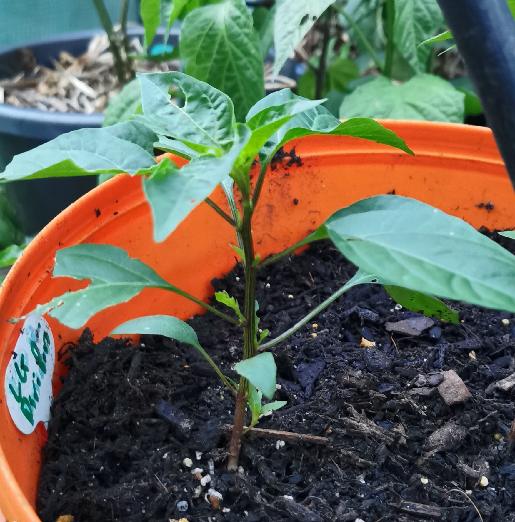 Cuisine swop, slaves and Africa. 