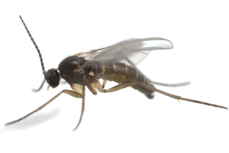 Gnat on sale home remedies