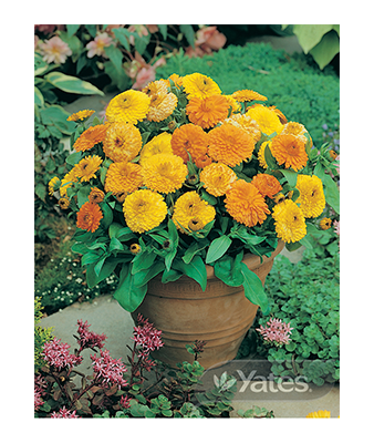 Calendula Pacific Beauty Product