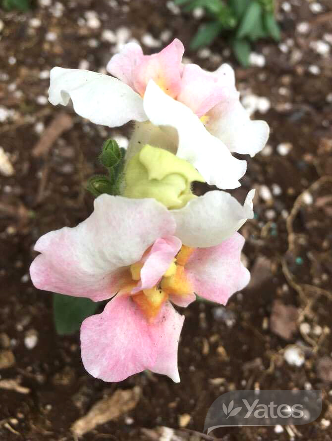 Yts Snapdragon Twinny Appleblossom In Situ Product