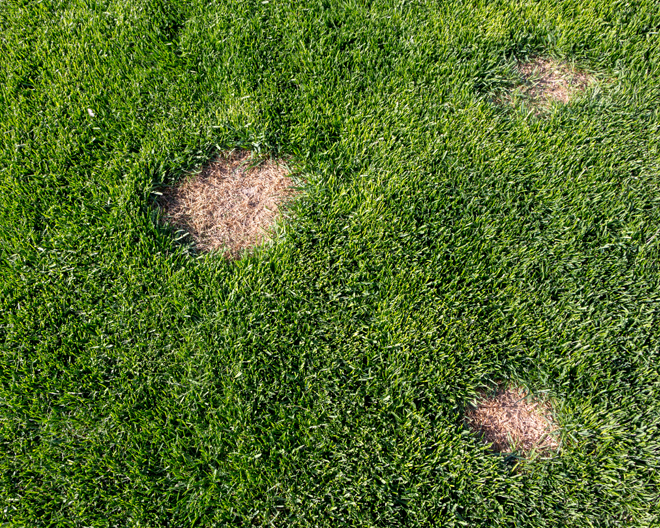 Lawn - Dollar Spot