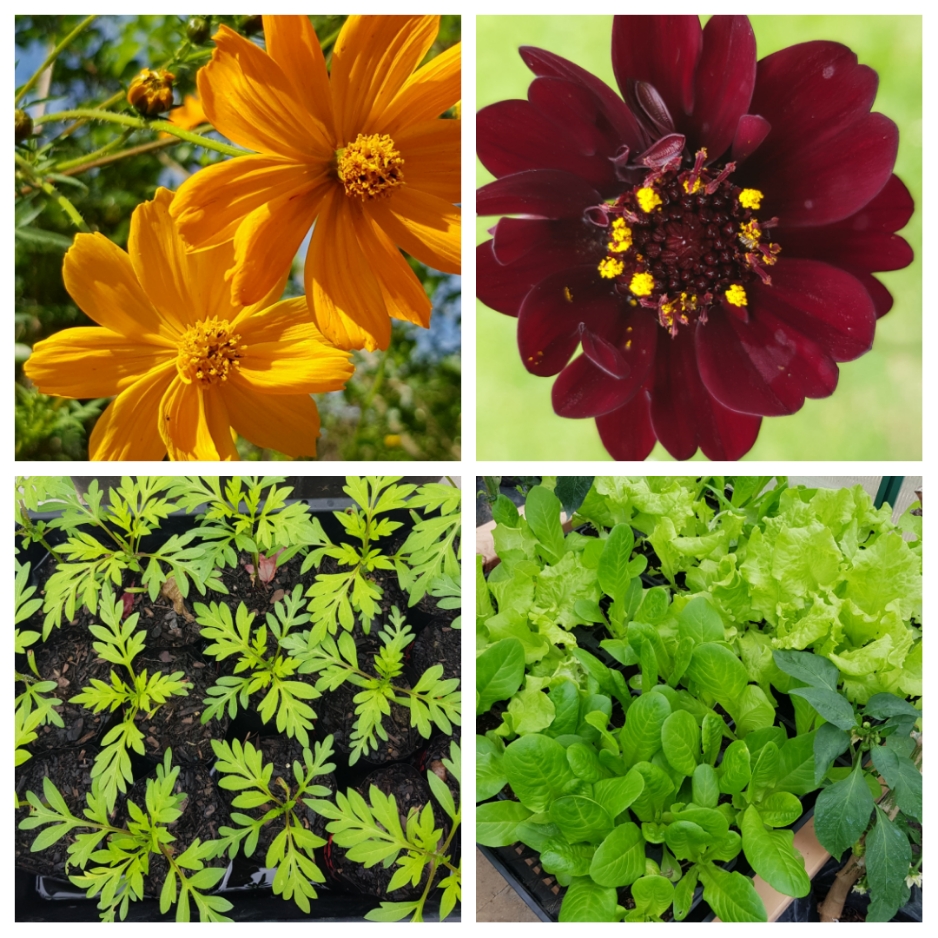 Lettuce Talk About Cosmos 