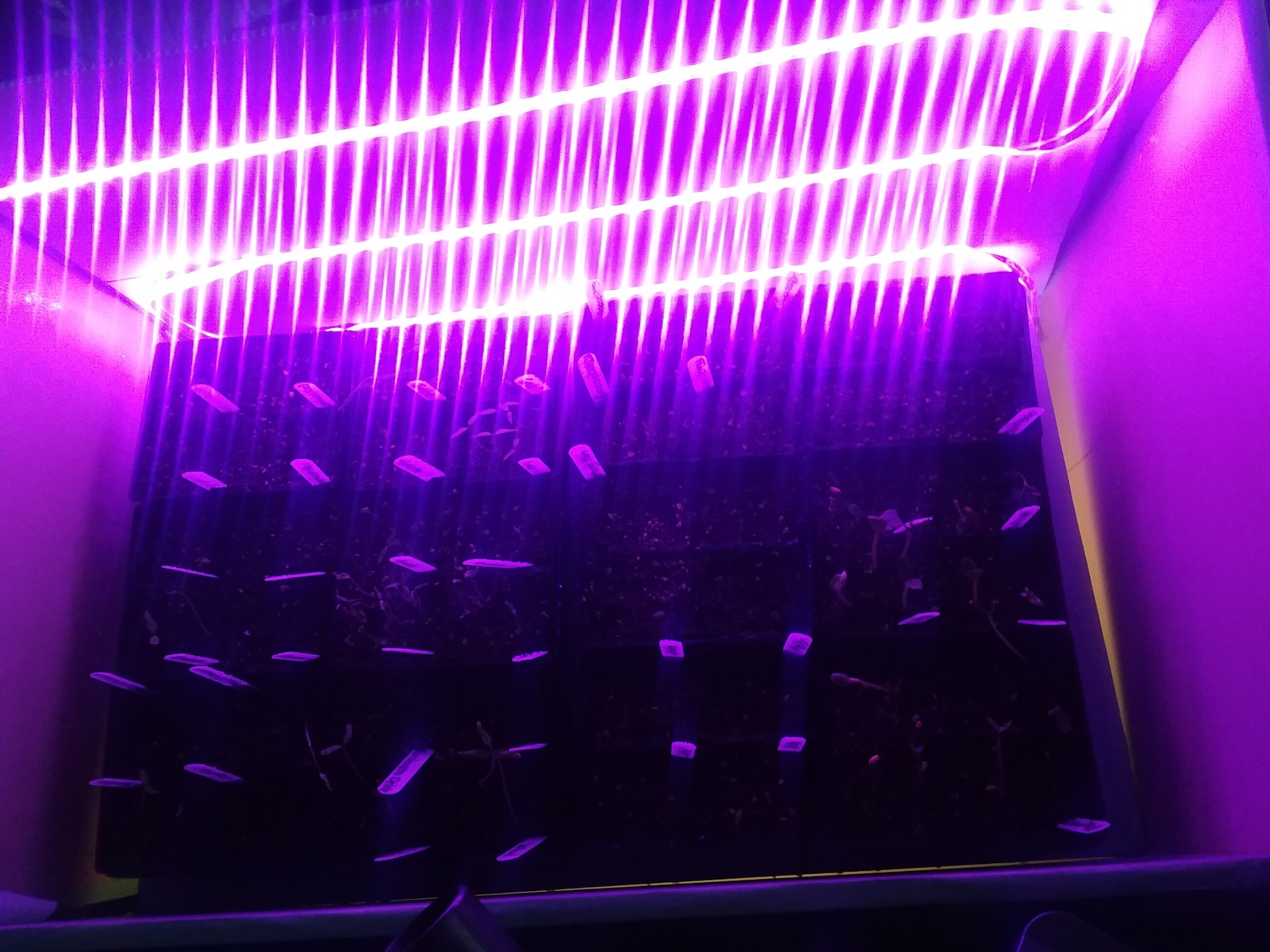 Germination Success and my set up